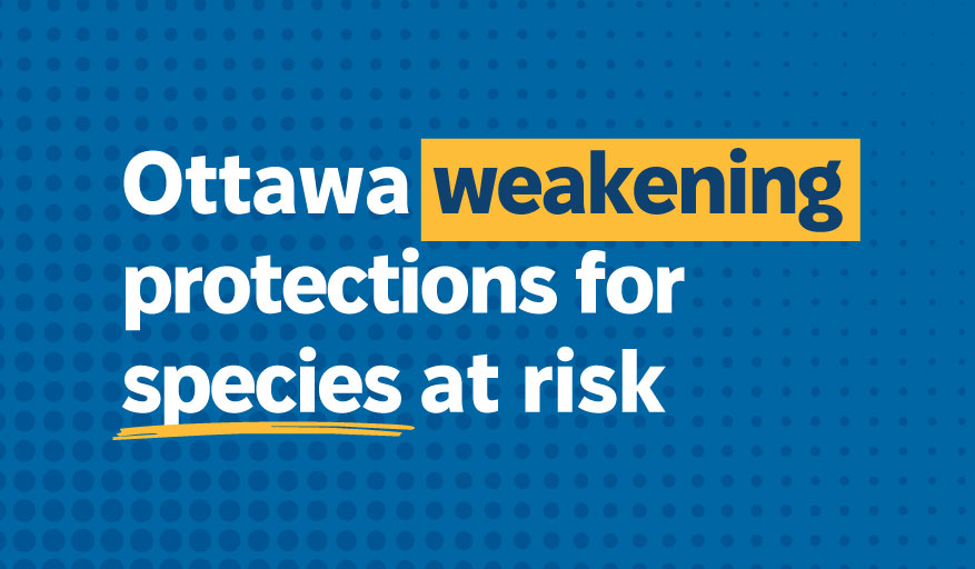 Species at risk - Ottawa is weakening protections