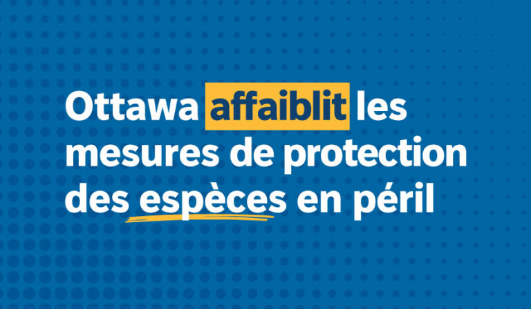 Déclaration commune aux médias — Ottawa doit renforcer, et non affaiblir, les mesures de protection des espèces en péril